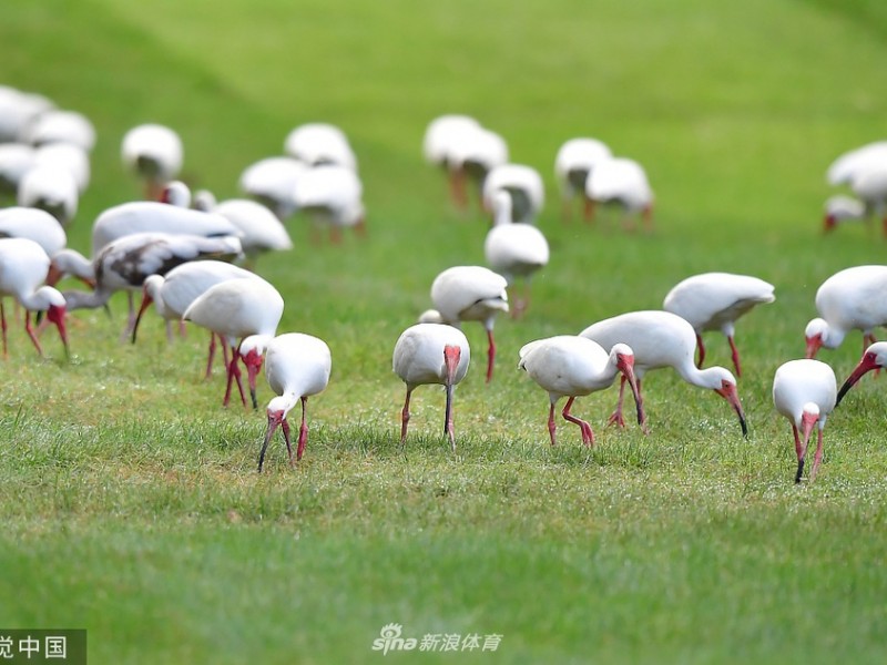 伯恩斯强势领跑群雄逐鹿威士伯锦标赛次轮激战正酣