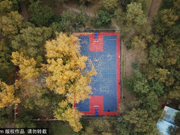 秋叶为球场披上金装 沈阳这一隅成最美打卡地